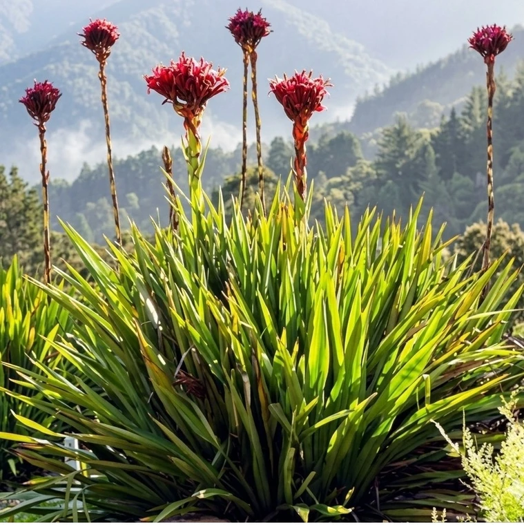Gymea Lily