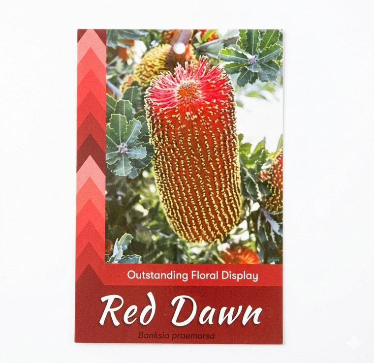 Banksia Praemorsa - Red Dawn