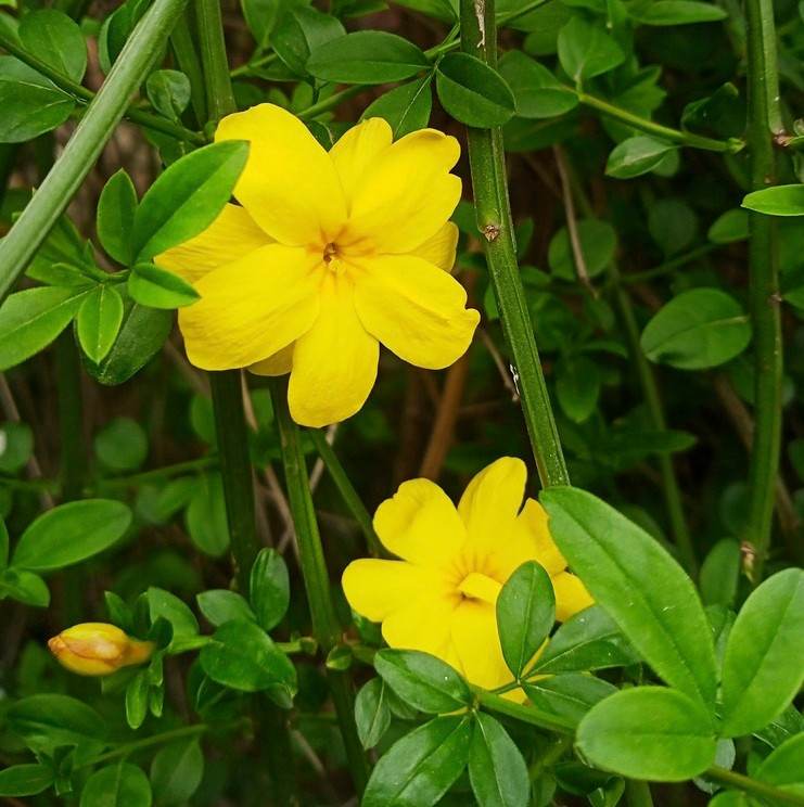 Jasminium Mesnyi - Primrose Jasmine