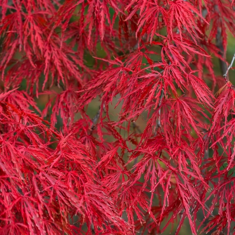 Acer Palmatum Dissectum Weeping - Crimson Queen