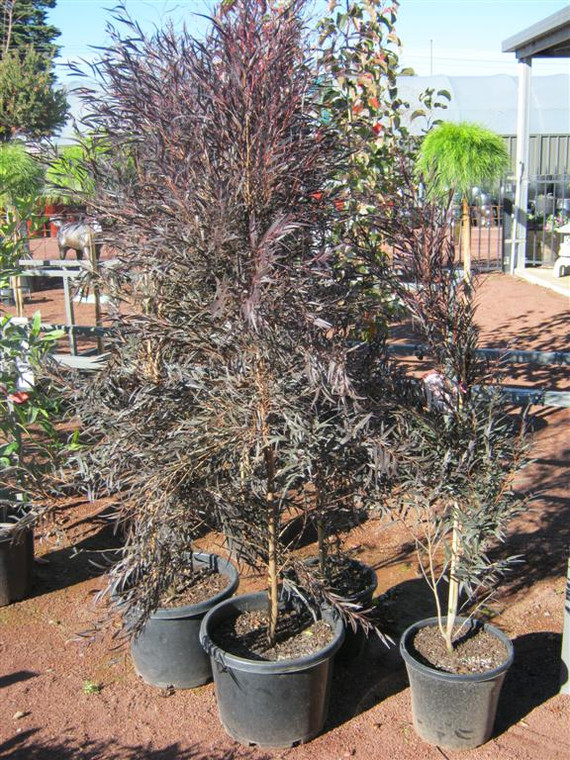 Agonis Flexuosa - Afterdark