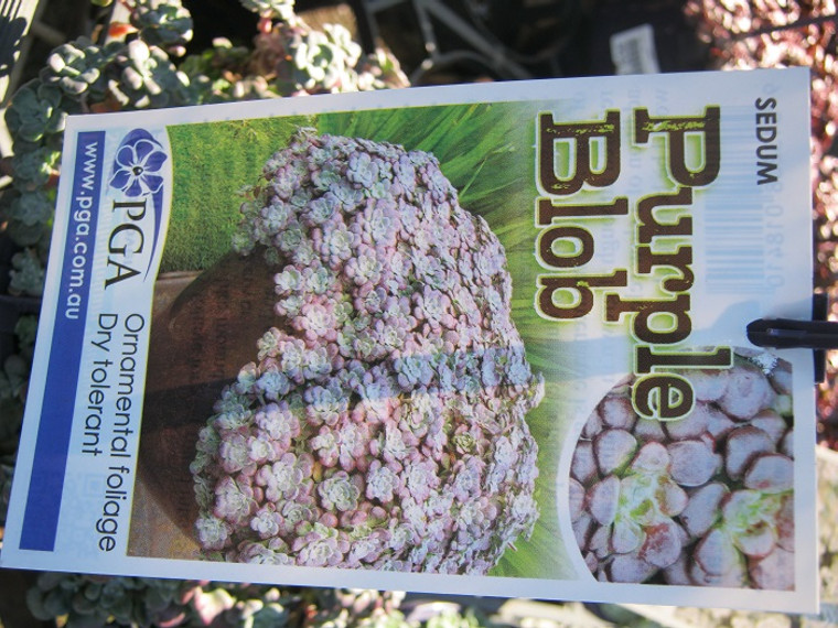 Sedum - Purple Blob