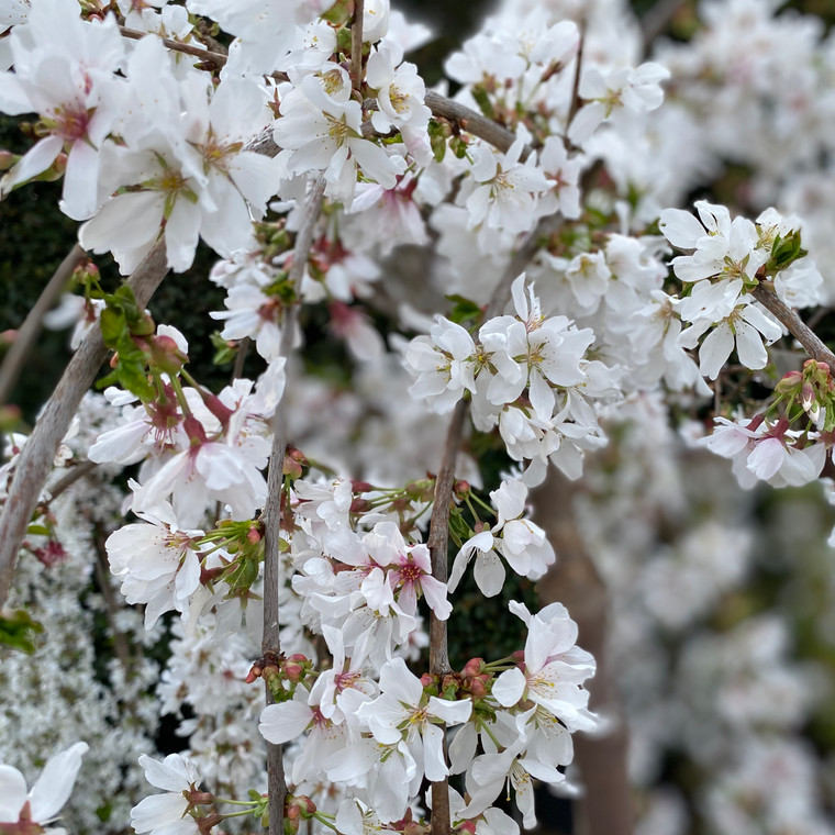 Weeping Cherry - Snofozam/Snow Fountains