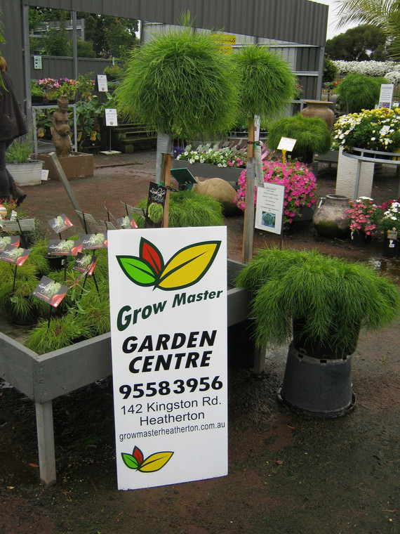 Acacia Cognata - Limelight Standard