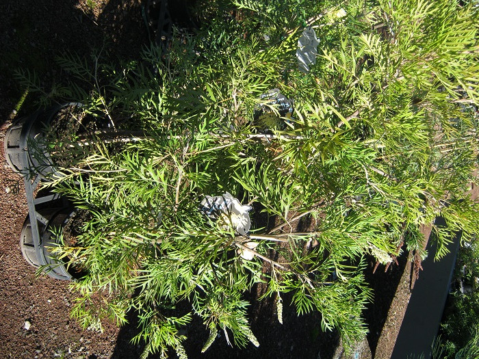 Grevillea - Peaches and Cream