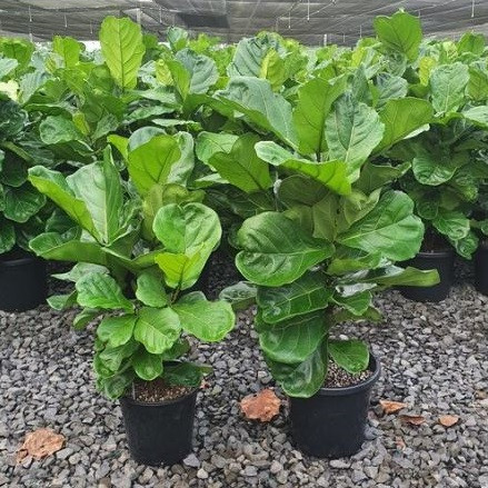 Ficus Lyrata - Fiddle Leaf Fig