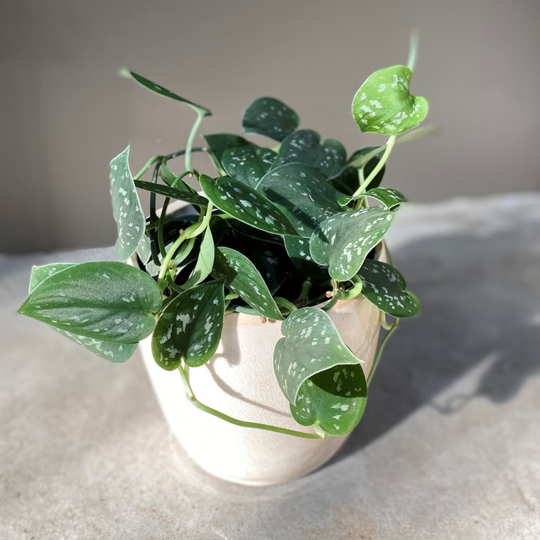 Scindapsus Pictus - Silver Satin