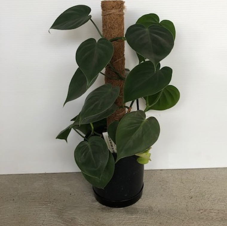 Philodendron Cordatum - Heart Leaf