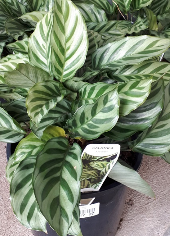 Calathea - Freddie