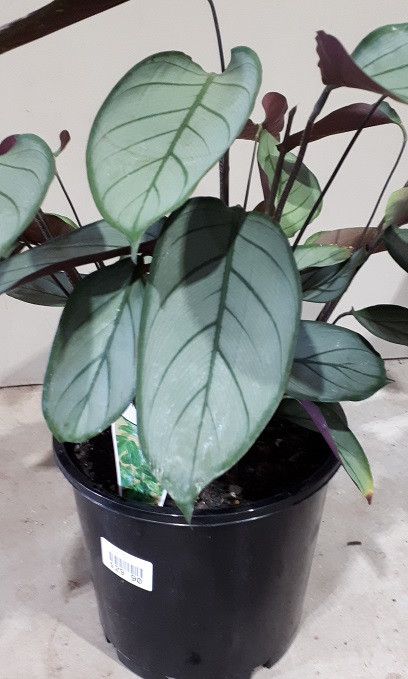 Calathea Ctenanthe Setosa - Grey Star