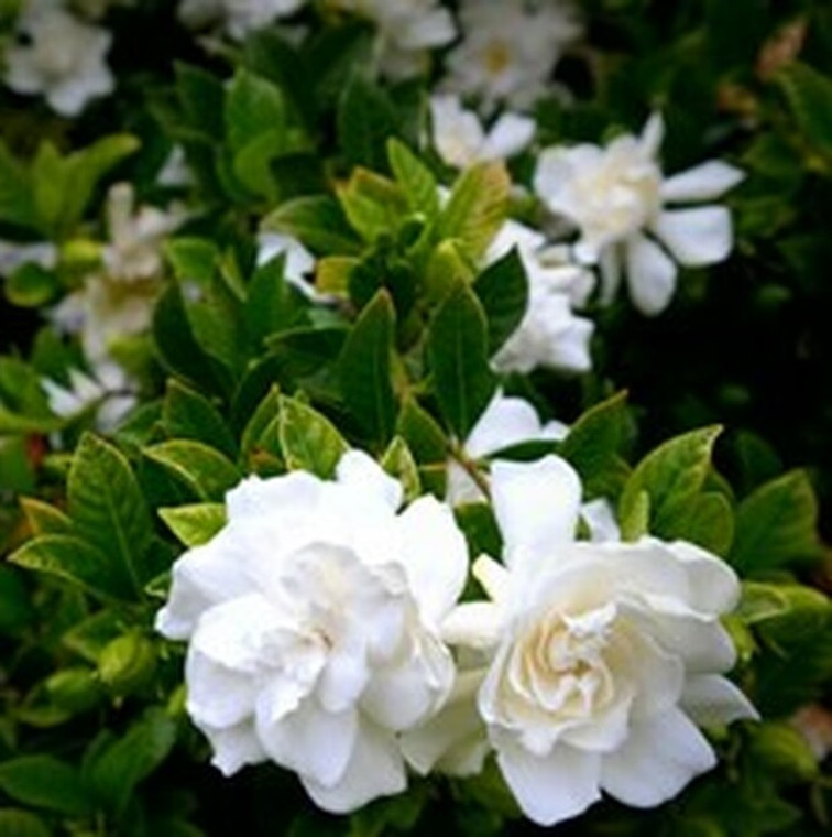 Gardenia - Florida