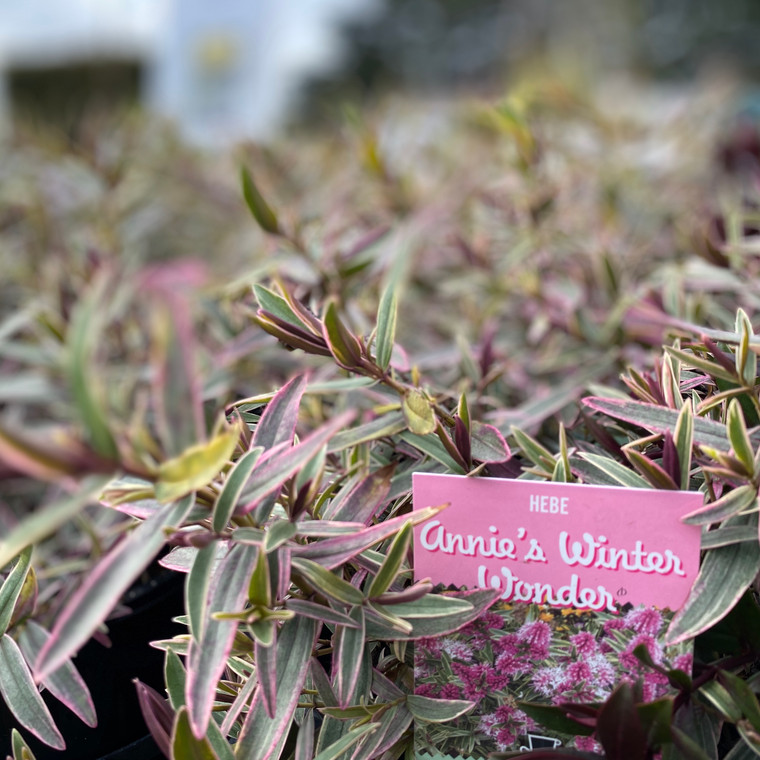 Hebe - Annies Winter Wonder