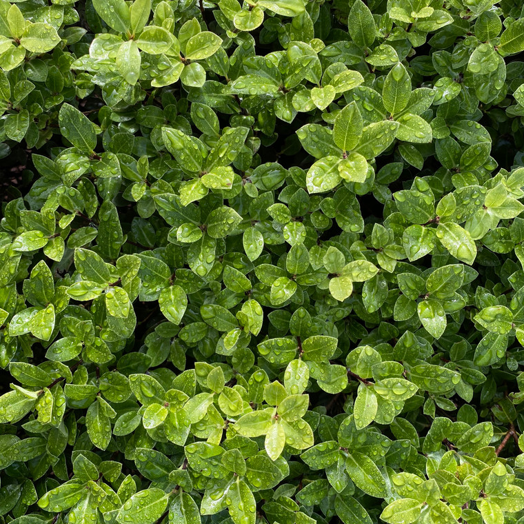 Pittosporum - Wonder Screen