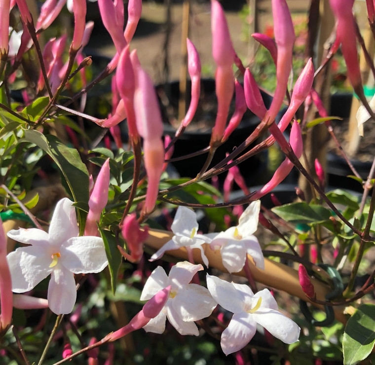 Jasminum Polyanthum - White Jasmine
