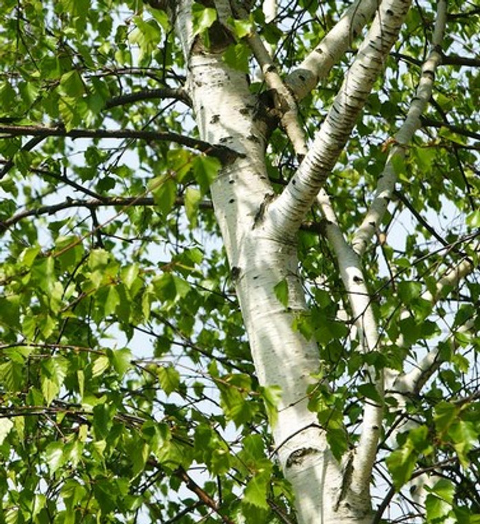 Betula Pendula - Silver Birch