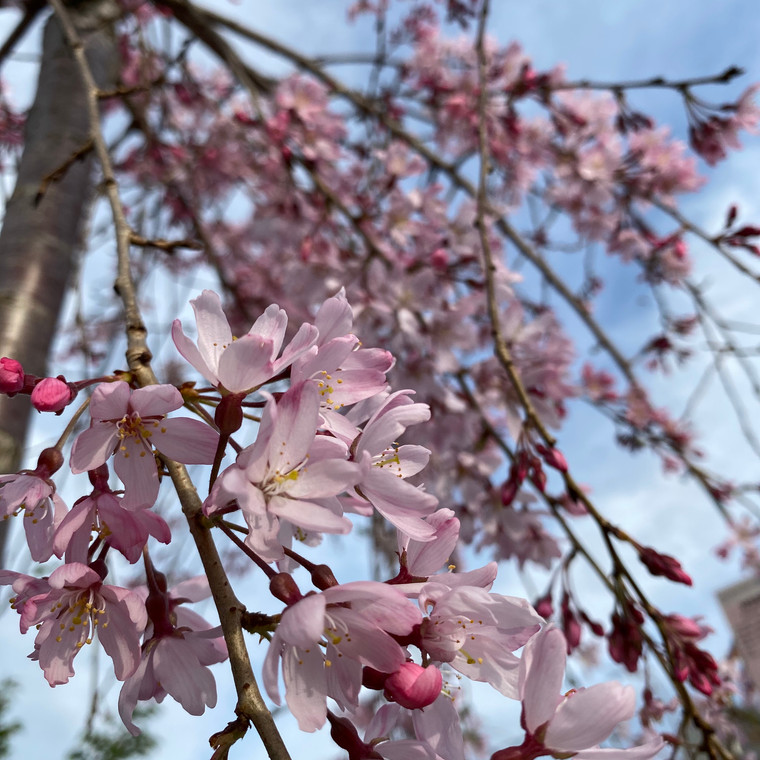 Prunus - Weeping Cherry - Pink Snow Showers