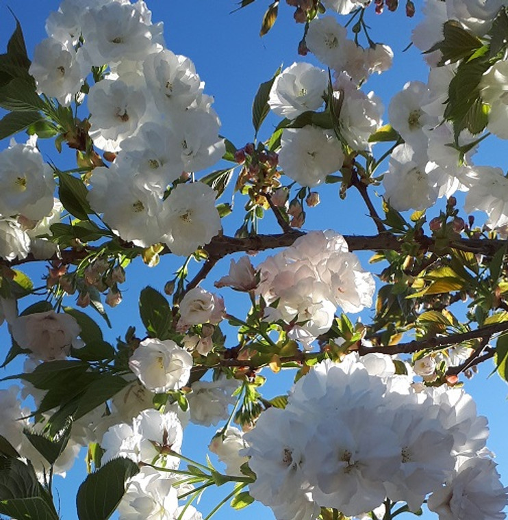 Prunus Serrulata - Mt Fuji Cherry