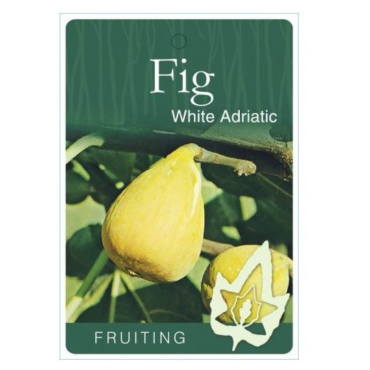 Fig - White Adriatic