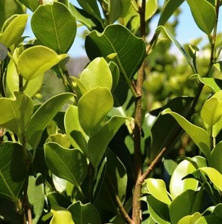 Ficus Hiillii - Flash