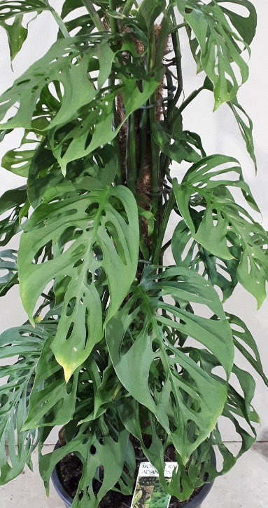 Monstera Adansonii - Swiss Cheese Plant