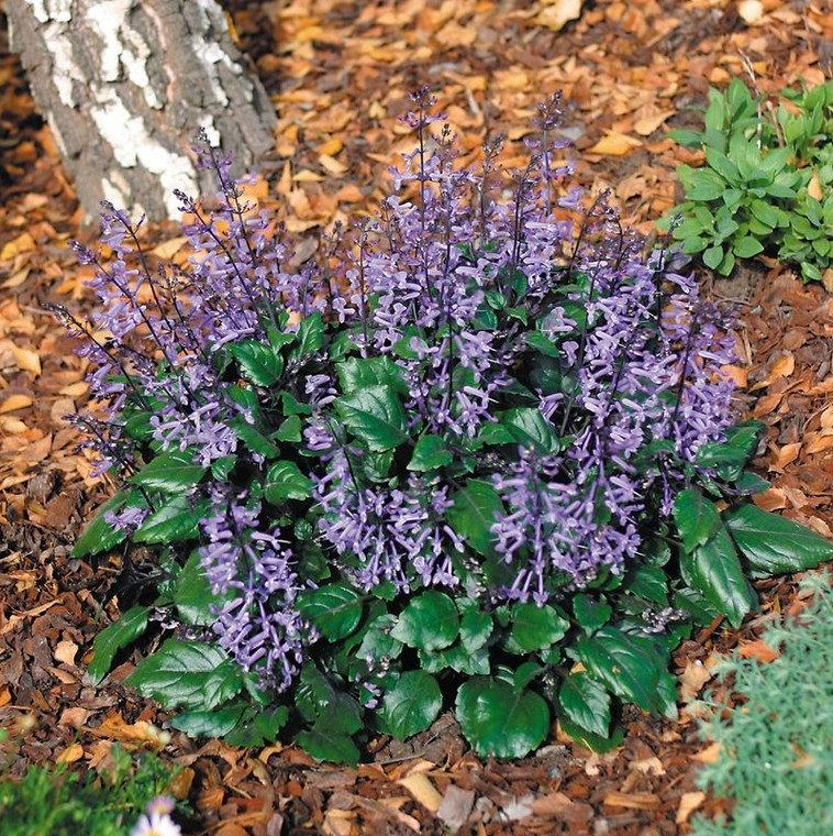 Plectranthus - Mona Lavender
