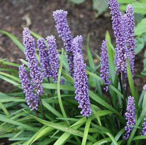 Liriope - Varieties