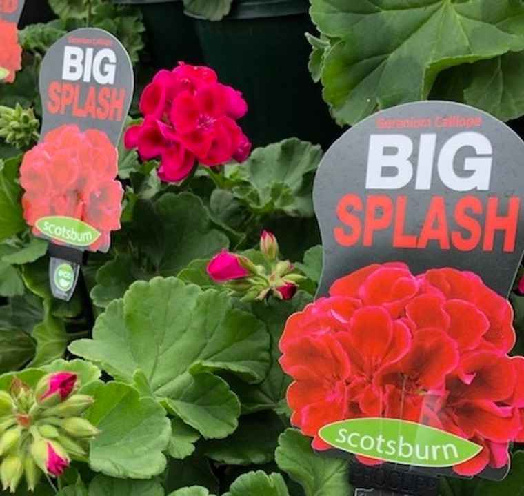 Geranium - Varieties