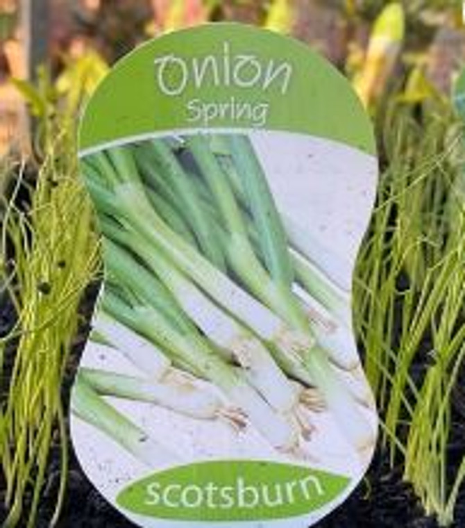 Onion - Varieties
