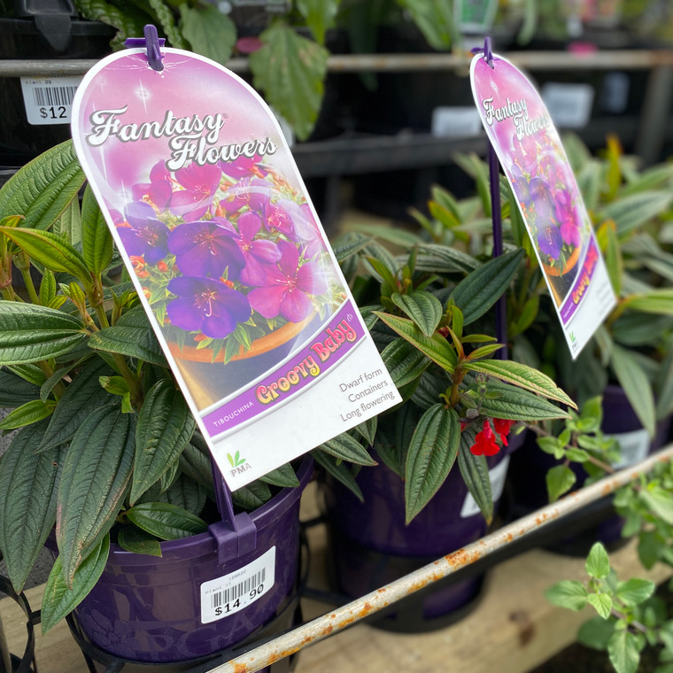 Tibouchina - Varieties