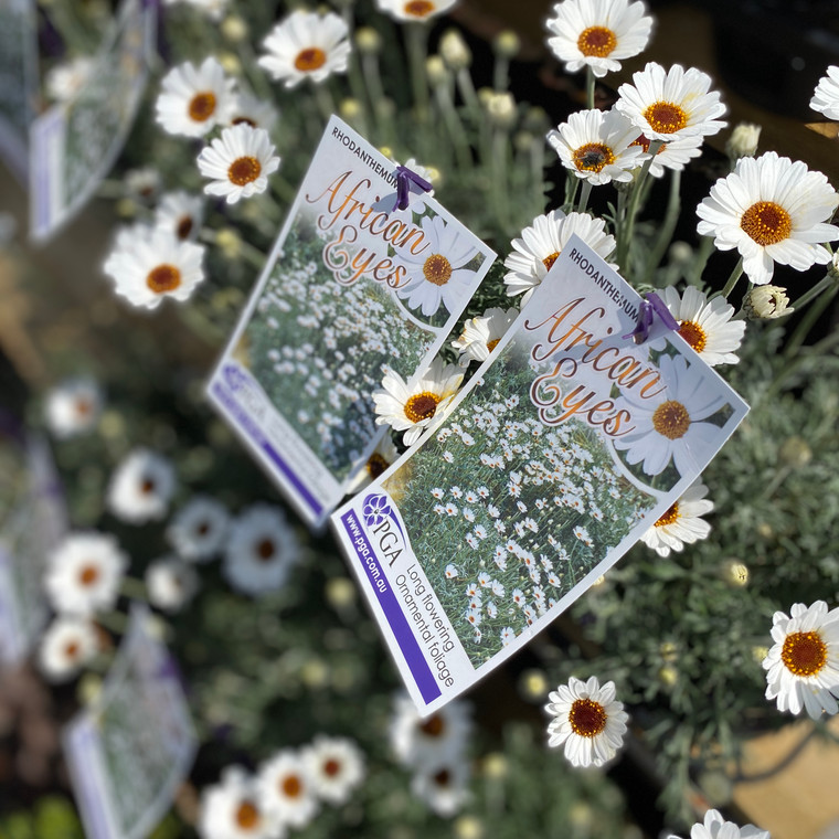 Rhodanthemum - African Eyes