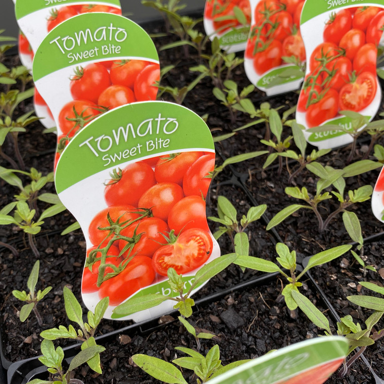Tomato - Sweet Bite - single plant