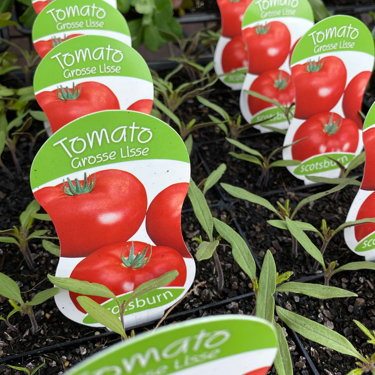 Tomato - Grosse Lisse - single plant
