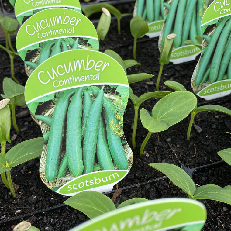 Cucumber - Continental