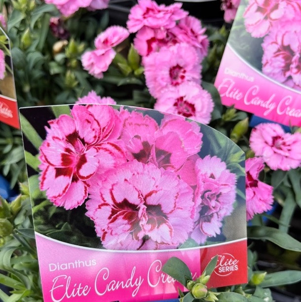 Dianthus - Varieties