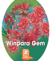 Grevillea - Winpara Gem
