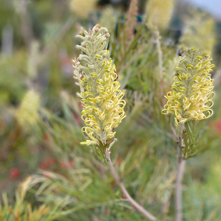 Grevillea - Moonlight