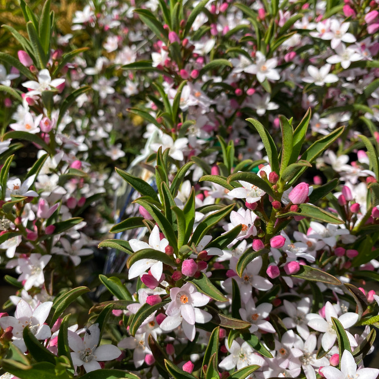 Philotheca - Winter Rouge