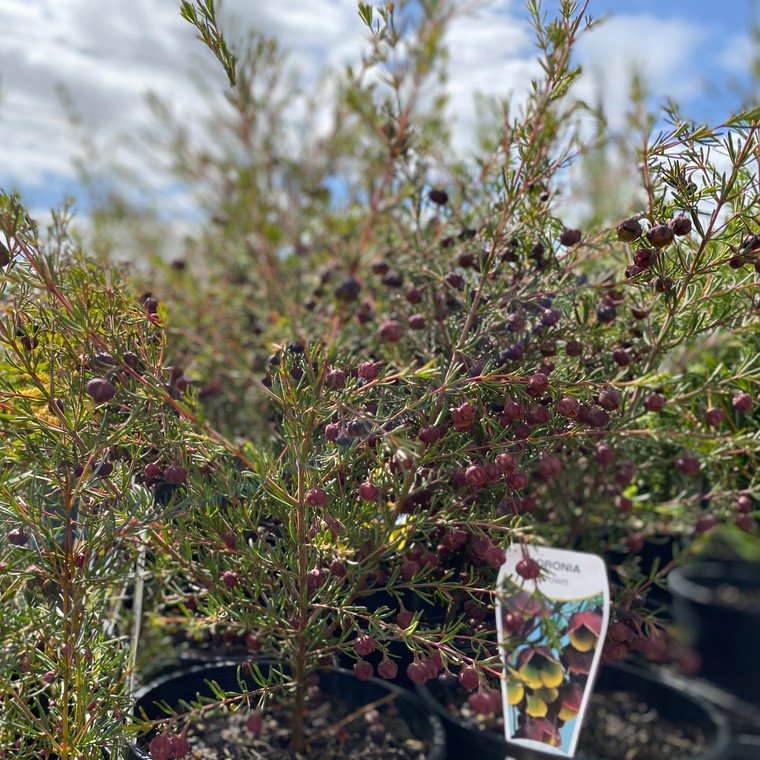 Boronia - Brown