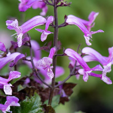 Plectranthus - Mona Amethyst