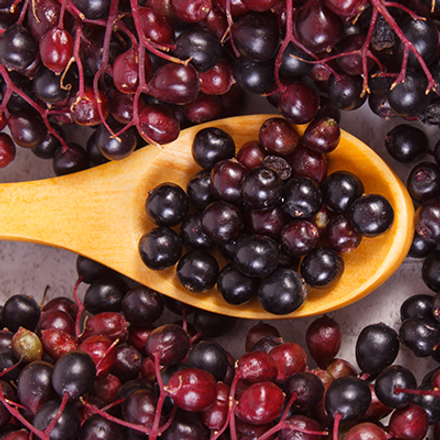 Elderberry & Immune Support