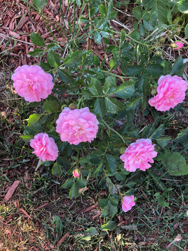 Definitely different