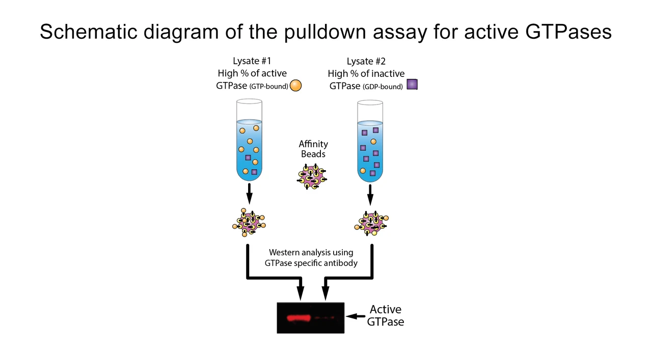 Cdc42 Pull-Down Activation Assay