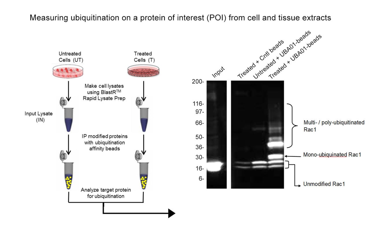 glutathion affinity beads Purification of GST-Tagged Proteins The resin Ubiquitination Affinity Beads | Cytoskeleton,