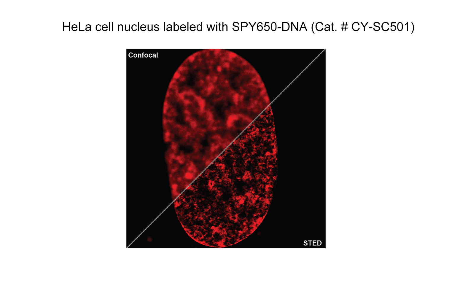 Live Cell Imaging Reagents | Cytoskeleton, Inc