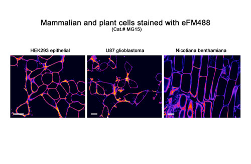 eFM488 Enhanced Fluorogenic Membrane Probe