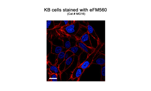 eFM560 Enhanced Fluorogenic Membrane Probe