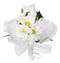 Daisy Rose Wedding Corsages | Prom Corsage | Corsage Flowers | Wrist Corsage | Silk Wedding Flowers