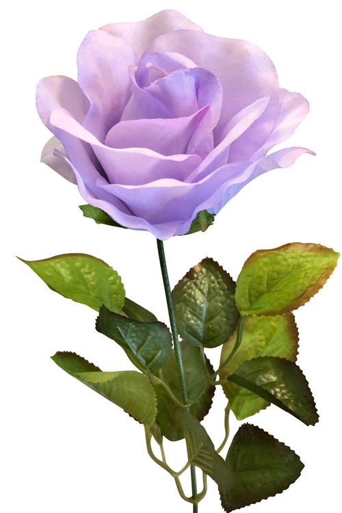 green and purple rose