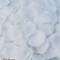 White Rose Petals | Classic Wedding Decor