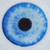 LIGHT BLUE IRIS
